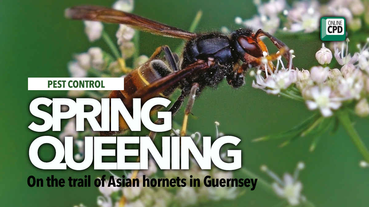 spring-queening-asian-hornet-bpca-bounty spring-queening-asian-hornet-bpca-bounty